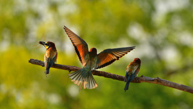 AVES Y PAJAROS EN LA NATURALEZA