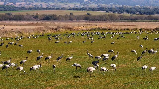 large quantities of common cranes, Grus grus, in the fields of Extremadura, pan shot 164