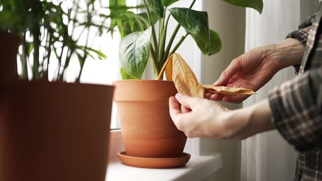 Gardener's hands carefully inspect and remove a yellow, withered leaf from a houseplant in a terracotta pot, a sign of disease or nutrient deficiency needing proper care and pruning