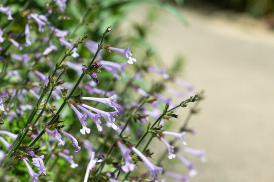 Coastal blue sage (salvia scabra) flowers in bloom