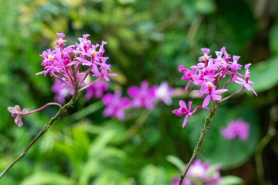 Crucifix orchid (epidendrum ibaguense) flowers in bloom