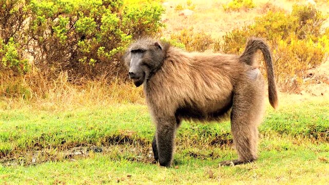 chacma baboon pluches and eats grass 542, 
