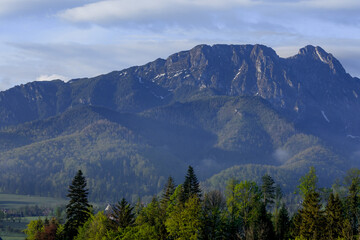 Fototapeta premium Panoramic view of Giewont Mountain peak in Tatra Mountains, Poland, with coniferous forest in foreground during morning light. Evergreen Abies alba and Picea abies trees near Zakopane, Polish Tatras