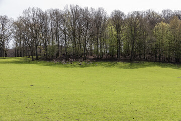 Obraz premium Beautiful view of the green lawn, trees and sleeping deer in the shade.