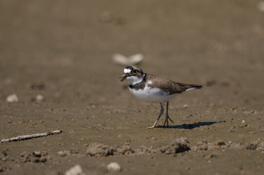 Little Ringed Plover (Charadrius dubius) foraging on a muddy riverbank