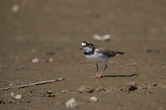 Little Ringed Plover (Charadrius dubius) foraging on a muddy riverbank