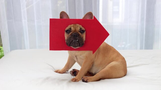 Amusing French Bulldog sits looking through cutout of big red arrow pointing right. She glances to side for moment before turning her head back to look at camera. Humorous directional arrow sign