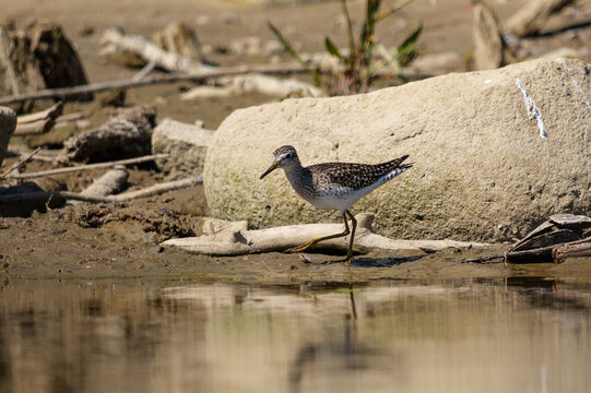Wood Sandpiper (Tringa glareola) foraging at the water's edge on a muddy riverbank.