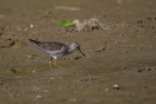 Wood Sandpiper (Tringa glareola) foraging at the water's edge on a muddy riverbank.