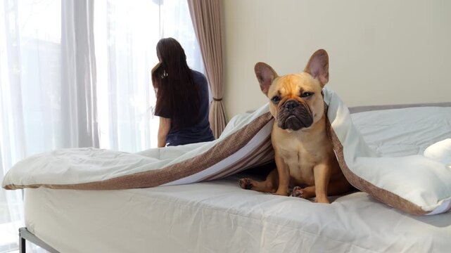 Cute but grumpy French Bulldog sits under soft blanket, facing camera, while in blurred background, young woman brushes her long hair as part of her morning routine. Dog looks unsatisfied