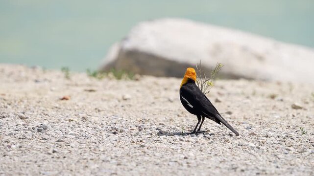Yellow headed blackbird walking along the shore of Utah Lake in slow motion.