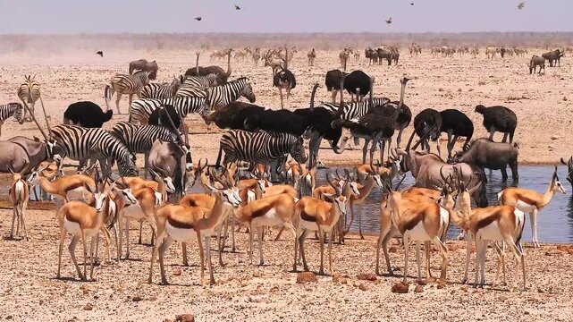 african animals at desert waterhole during long drought 393