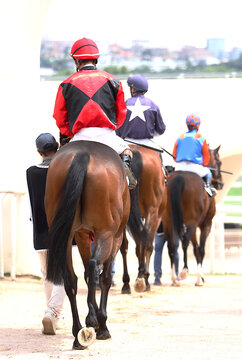 Caballos pura sangre ingl&eacute;s de carreras, jockey y mozo del paddock saliendo a pista de hip&oacute;dromo a galopar turf y chaquetillas de colores cuadra stud farm stable