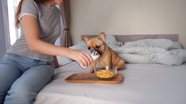 Caring woman gently pours milk over cereal for her French Bulldog, sharing cute breakfast moment in home bedroom. Amusing dog watches closely and licks drops of milk splashed from cereal bowl