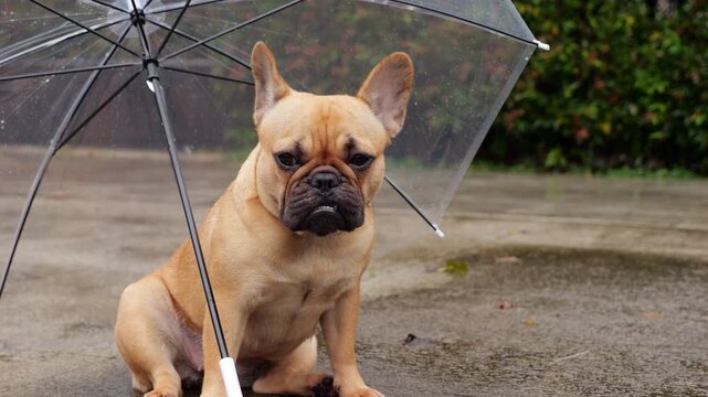 Cute but slightly sad dog shelters under transparent umbrella from light rain, sitting and looking around with silent question on her face, wondering when this dull, overcast weather will finally end.