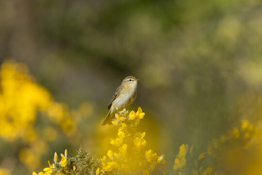 Willow Warbler in Blooming Gorse