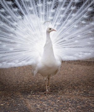 Beautiful white peacock with its feathers spread on display