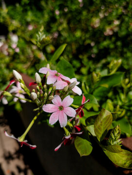 Rangoon Creeper (Combretum indicum) flowers, Kandy, Central Province, Sri Lanka