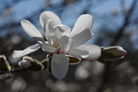 A close-up photograph of a white magnolia flower in bloom, captured in natural light with soft shadows and a blurred background