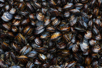 Densely Packed Wild Mussels on a Coastal Rock © Cam