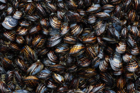 Densely Packed Wild Mussels on a Coastal Rock