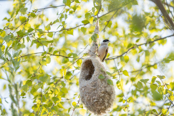 Eurasian penduline tit building a nest © Normunds
