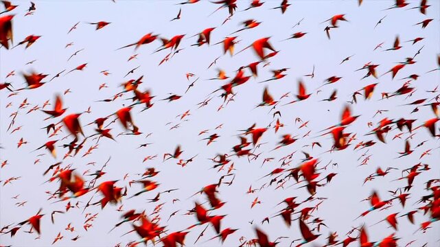 thousends of carmine bee-eaters flying up to the sky, slo-mo 293a
