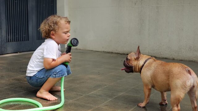 Toddler squats beside panting French Bulldog, holding hand sprinkler, pausing in thought before turning on water. Spray bursts out suddenly, and energetic dog jumps back in surprise