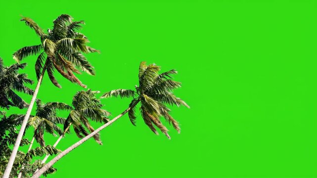 Lush green palm trees sway gently on a bright green screen, perfect for compositing tropical backgrounds or vacation scenes.