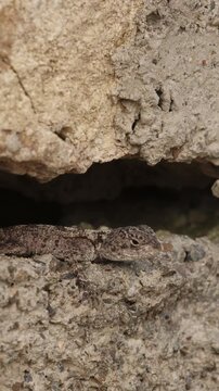 Small Young Lizard Roughtail Rock Agama Stellagama Stellio On Rock. Agama Lizard