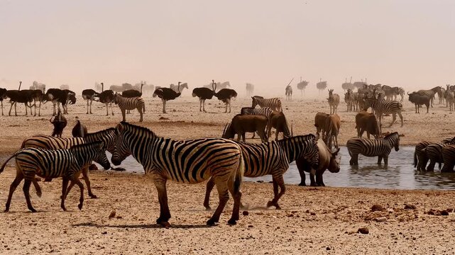 african animals and white rhino at desert waterhole during increasing sandstorm 455