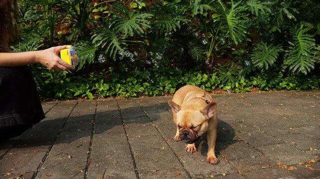 Playful young French Bulldog actively tries to catch soap bubbles with its mouth, clumsily but amusingly, surrounded by small drifting bubbles that are hard to catch. Funny and carefree bubble game