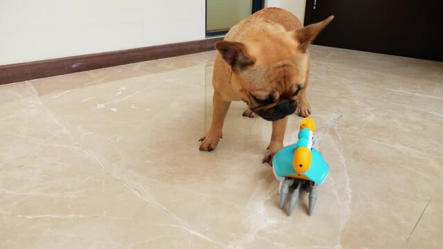 Calm young French Bulldog lies resting on living room floor until running toy crab suddenly approaches and disturbs it. Dog stands up with slight playful confusion as toy scurries away.