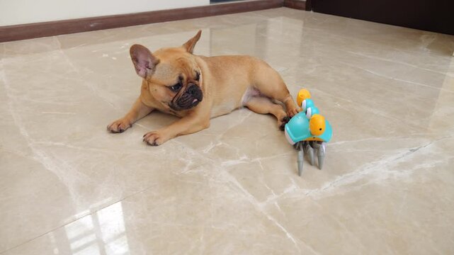 Adorable French Bulldog rests peacefully on living room floor when slightly annoying toy crab runs in and bumps into puppys paw. Crab then quickly runs away, leaving young dog lying still and confused