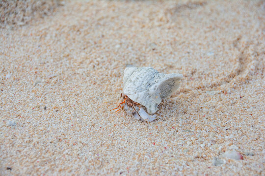 Hermit crab walking on the beach, Kayangel, Palau, Pacific