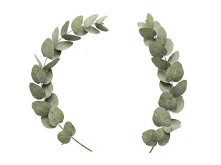 Two curved silver dollar eucalyptus branches forming a wreath shape on a transparent background © Vitalo4ok