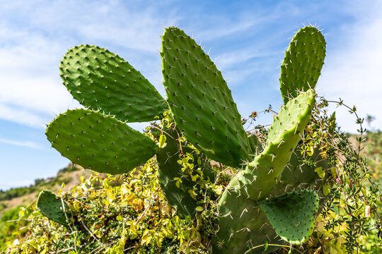 Prickly Pear Cactus with Green Paddles and Sharp Spines Under Blue Sky