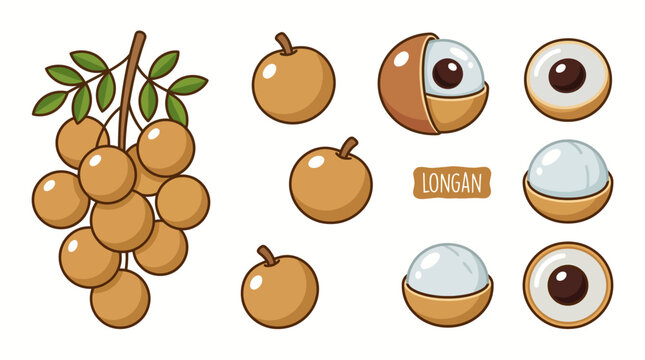 Longan fruit illustration set with whole, peeled, and halved tropical fruits on white background