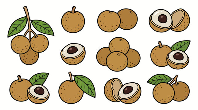 Longan fruit cartoon vector illustration set with whole halved and peeled tropical fruits