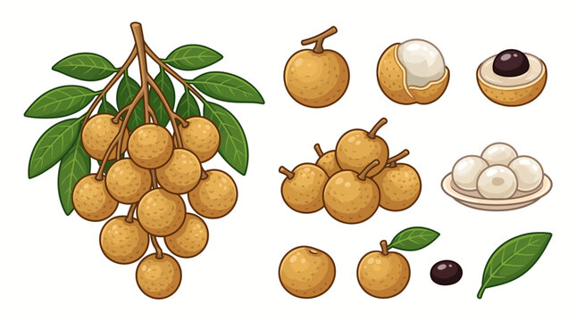 Cartoon Longan Vector Illustration Set with Bunch, Whole Fruit, Peeled, Seeds and Leaves Isolated on White