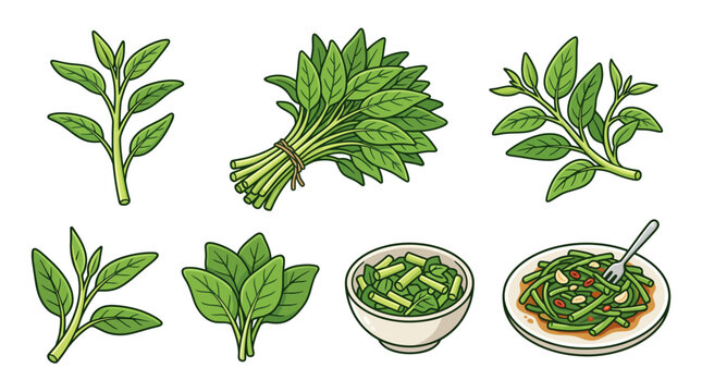 Water spinach vector illustration set with whole kangkong bunches, leaves, and stir-fry dish