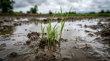 Obraz premium Young rice plants thrive in a flooded field. Essential for sustainable agriculture and global food security.