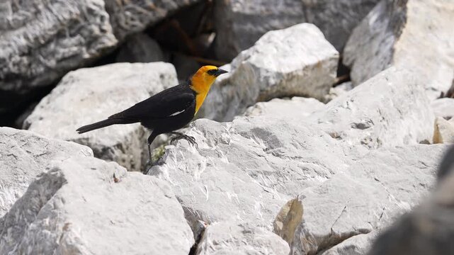 Yellow headed blackbird hunting on the rocks in slow motion.