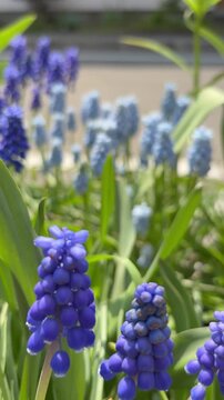 Dolly in shot from purple muscari to light blue muscari