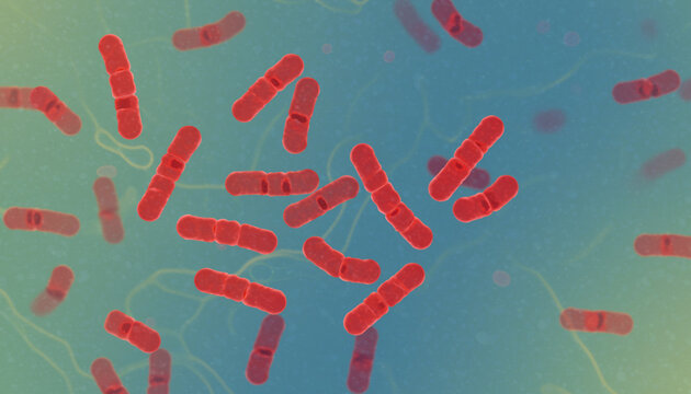 ARB (Acid Fast Bacillus) image in sputum smear. Microscopic view of acid-fast bacilli in sputum smear. Ziehl-Neelsen stained Mycobacterium tuberculosis bacteria under microscope.	