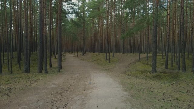 Wide sandy crossroads in pine grove, two diverging paths framed by tall trunks, compacted soil and sparse grass, calm overcast light and cinematic symmetry invite exploration