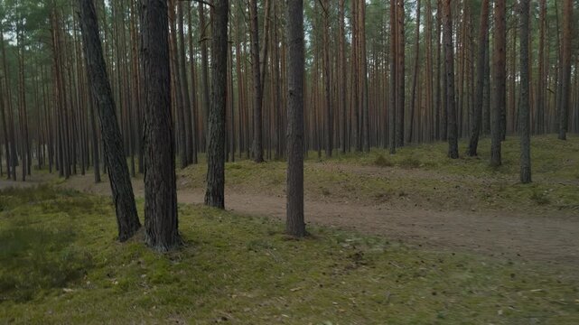 Curved pine grove route with open sandy bend, tall straight trunks forming rhythmic columns, sparse undergrowth and sunlit patches, scene suggests leisurely hike and scenic detour