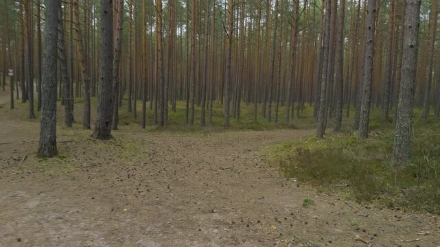Long pine avenue stretching into soft distance, repetitive trunks create strong vertical rhythm, mossy floor and scattered needles produce cinematic depth for landscape storytelling