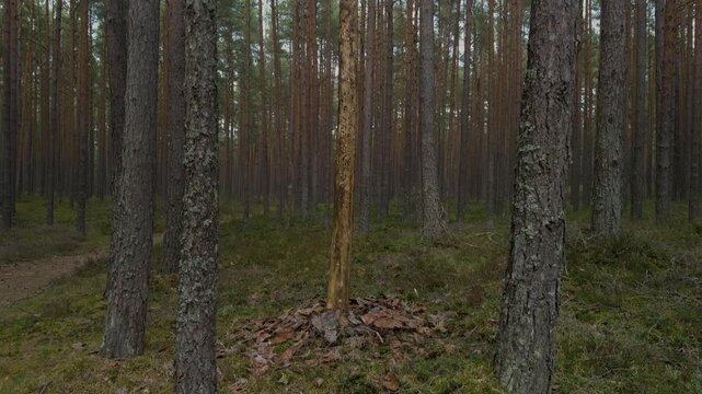 Upright sapling surrounded by stacked stones, mossy ground and standing pines create ritual marker or trail cairn, scene evokes human presence, remembrance and seasonal cycles