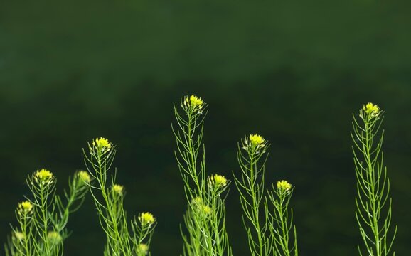 Yellow Flixweed Flowers in Green Garden Background &ndash; Fresh Wild Mustard Bloom Close-Up